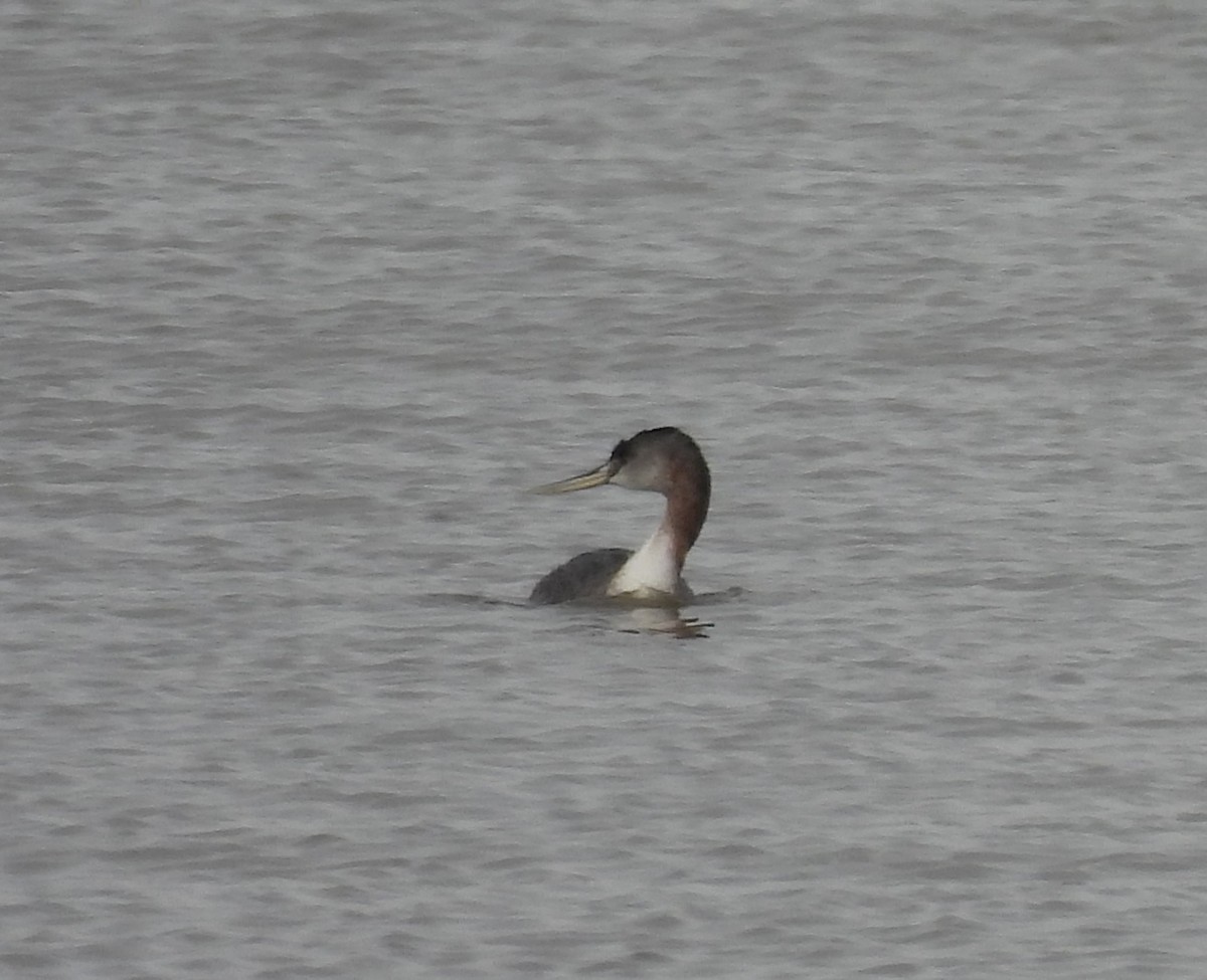 Great Grebe - ML638242916
