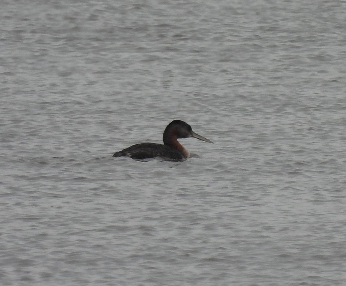 Great Grebe - ML638242917