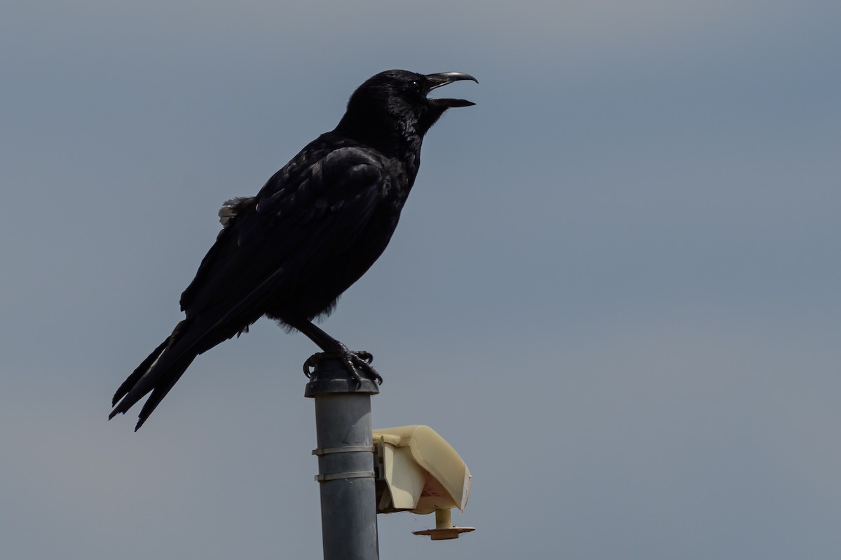 Carrion Crow - ML638242920