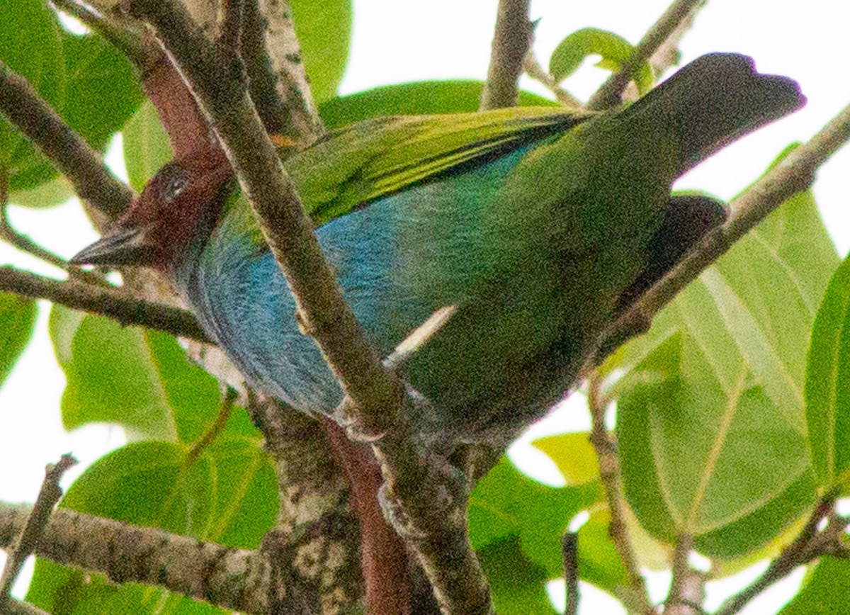 Bay-headed Tanager - ML638242938