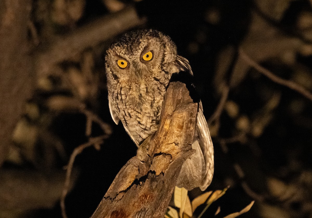 Whiskered Screech-Owl - ML638242942