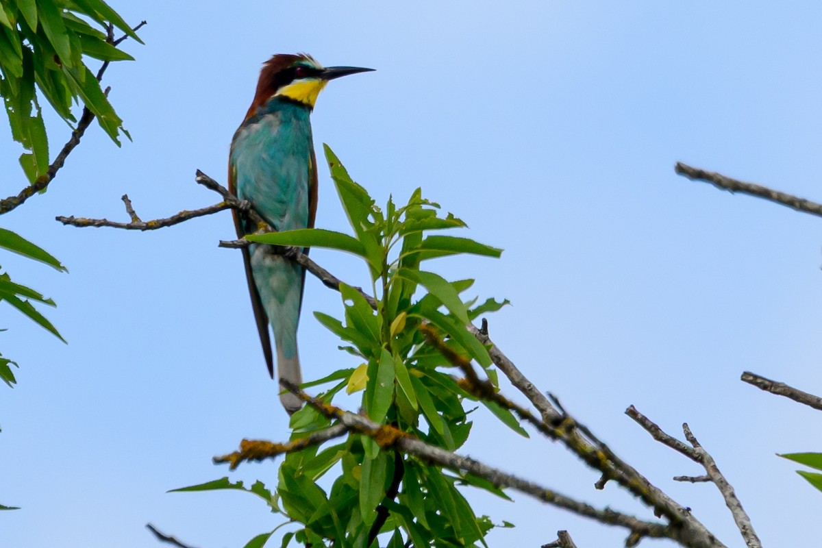 European Bee-eater - ML638242944