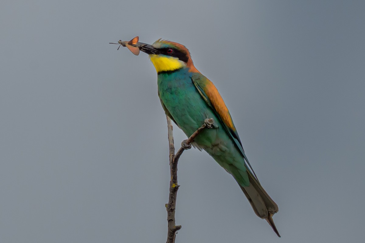 European Bee-eater - ML638242945