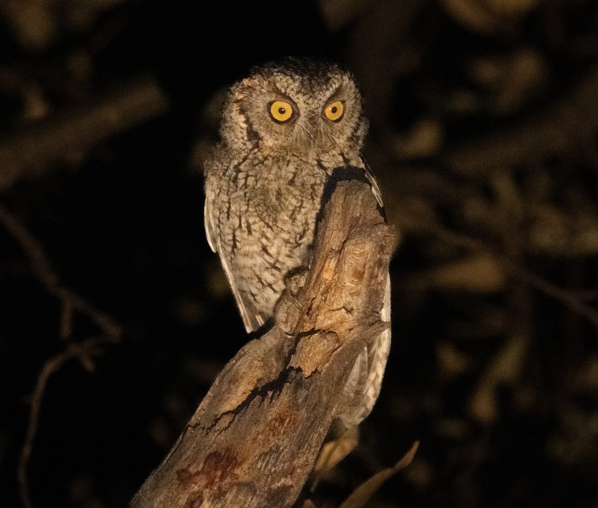 Whiskered Screech-Owl - ML638242968