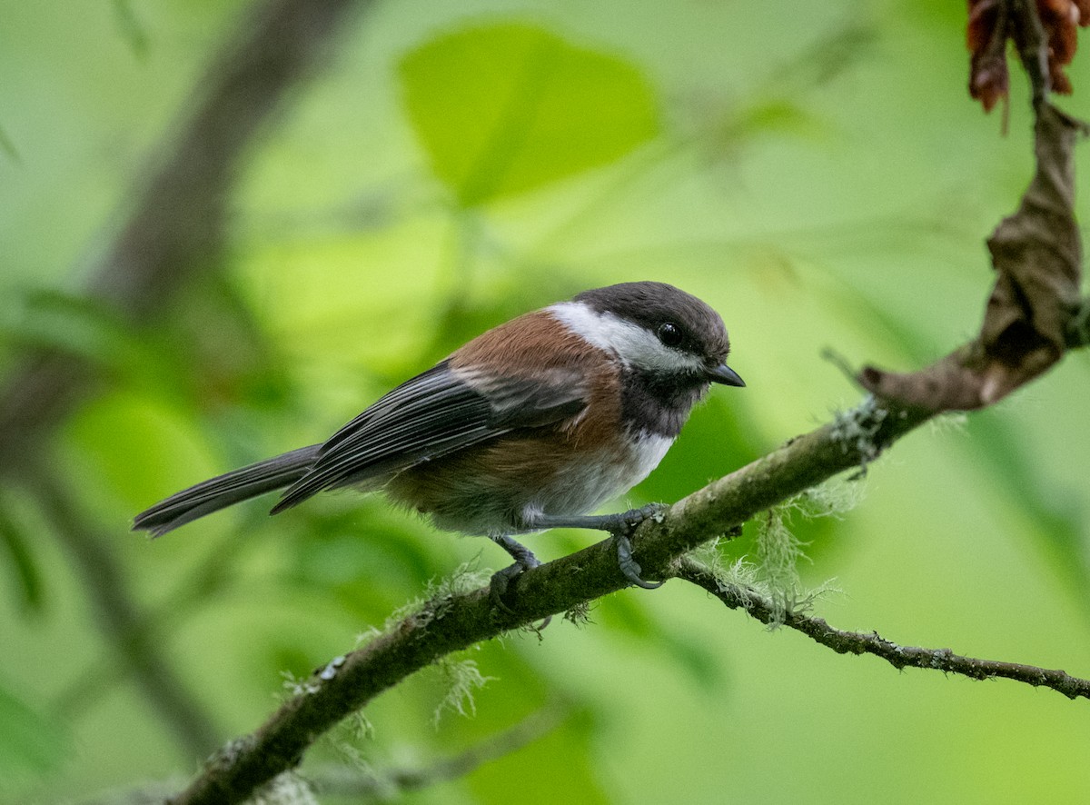 Chestnut-backed Chickadee - ML638242970