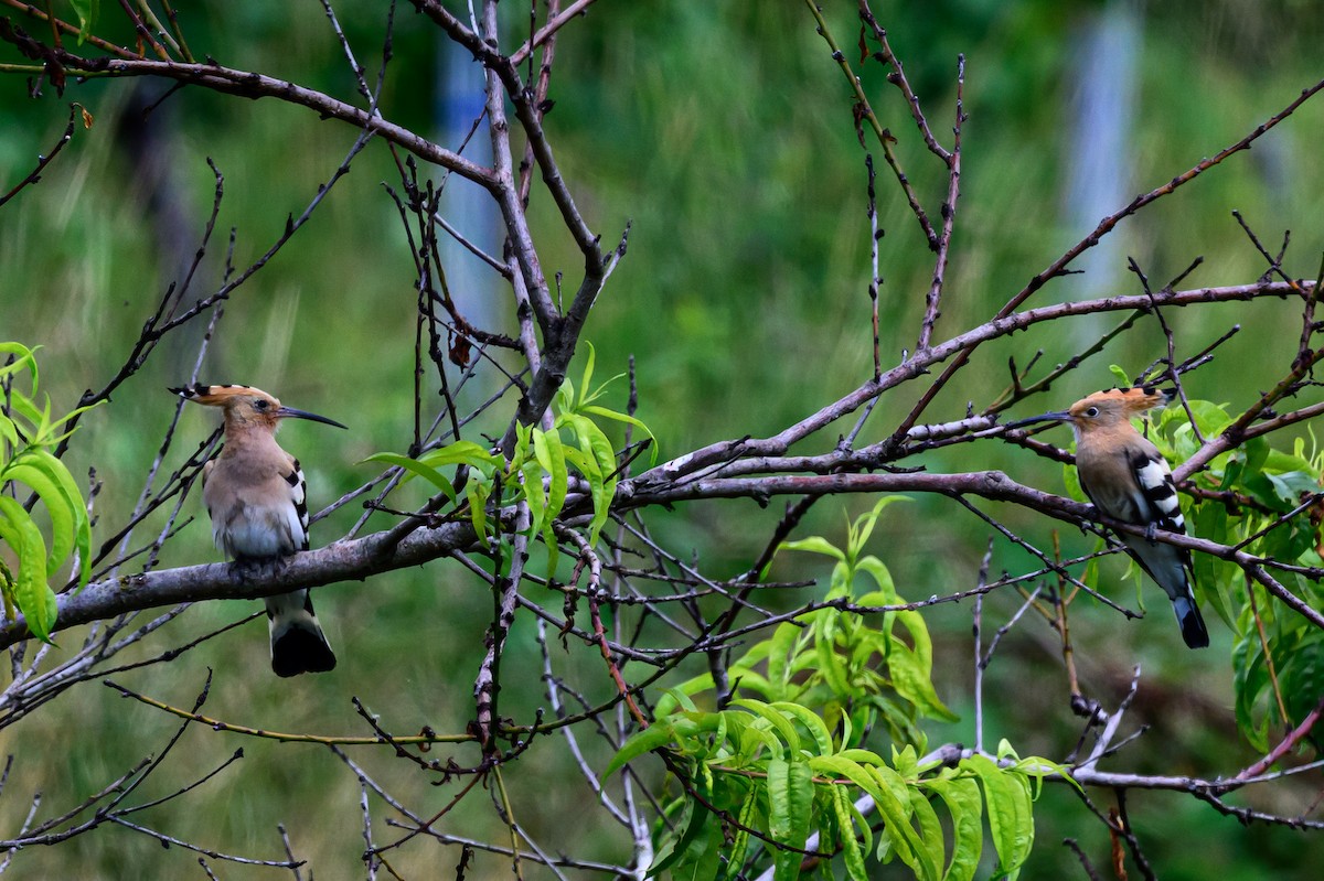 Eurasian Hoopoe - ML638242974