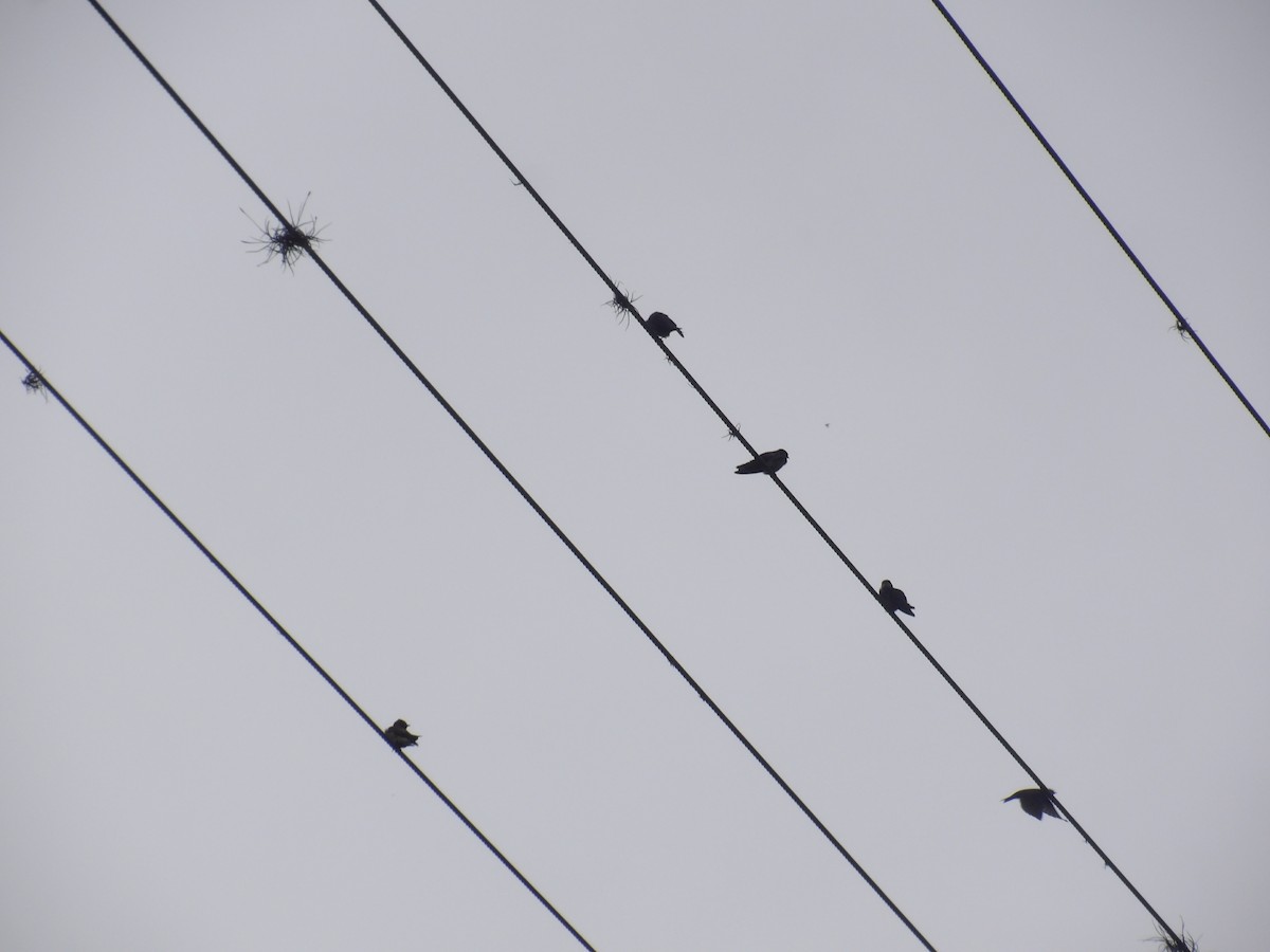 Southern Rough-winged Swallow - ML638242993