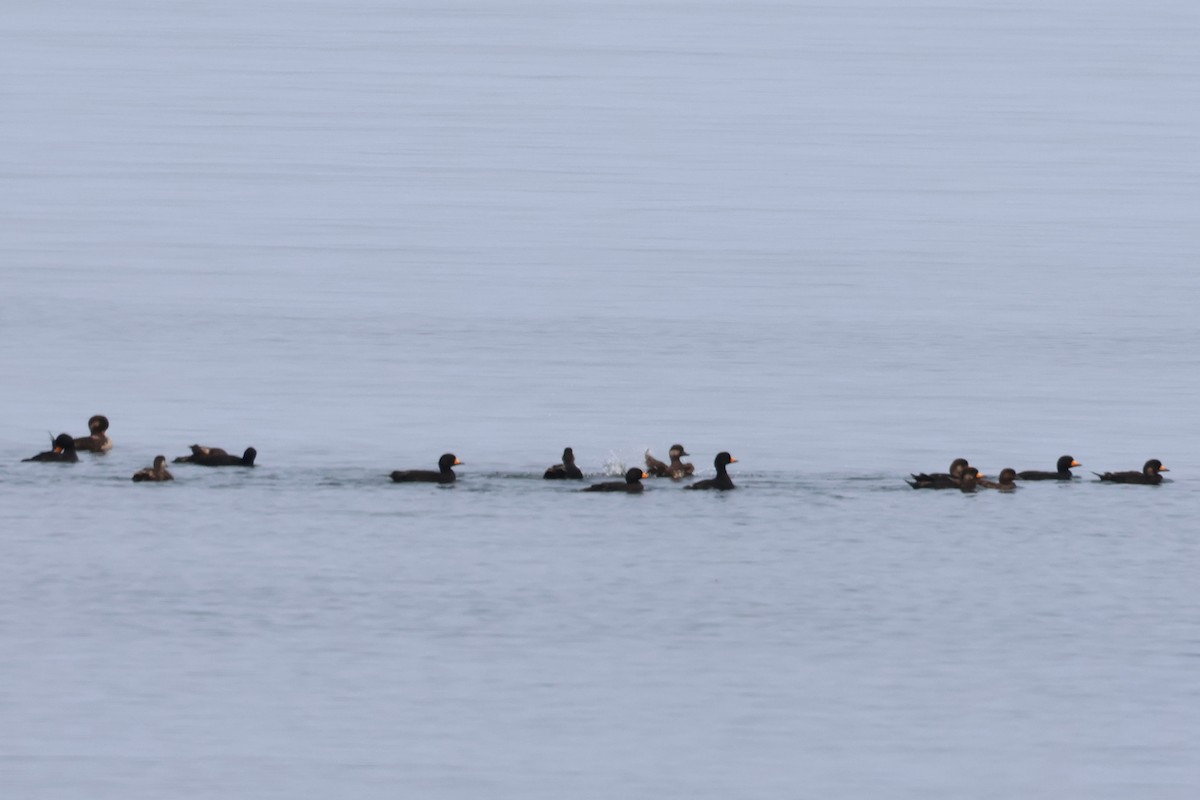 Black Scoter - ML638243001
