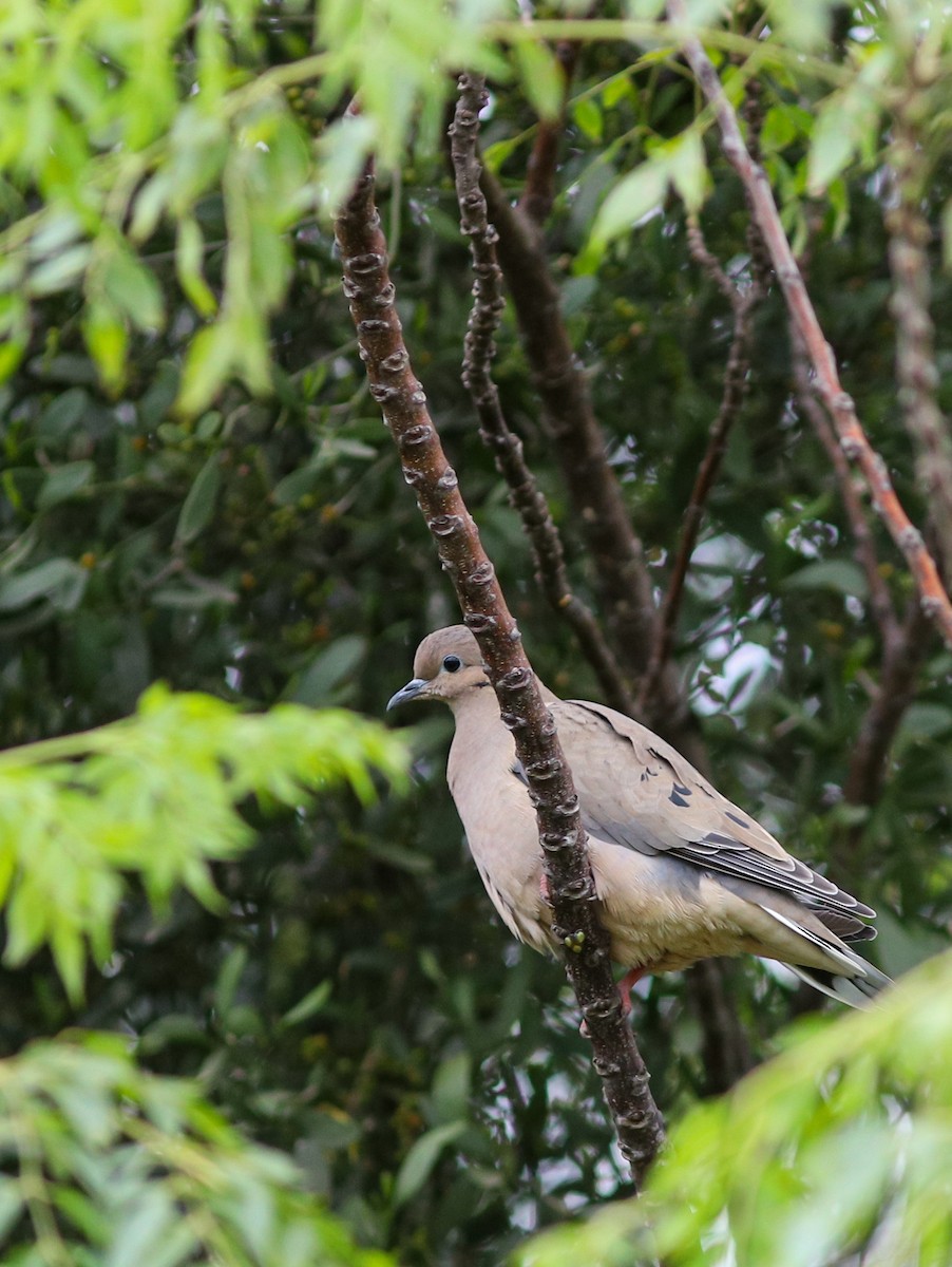 Eared Dove - ML638243014