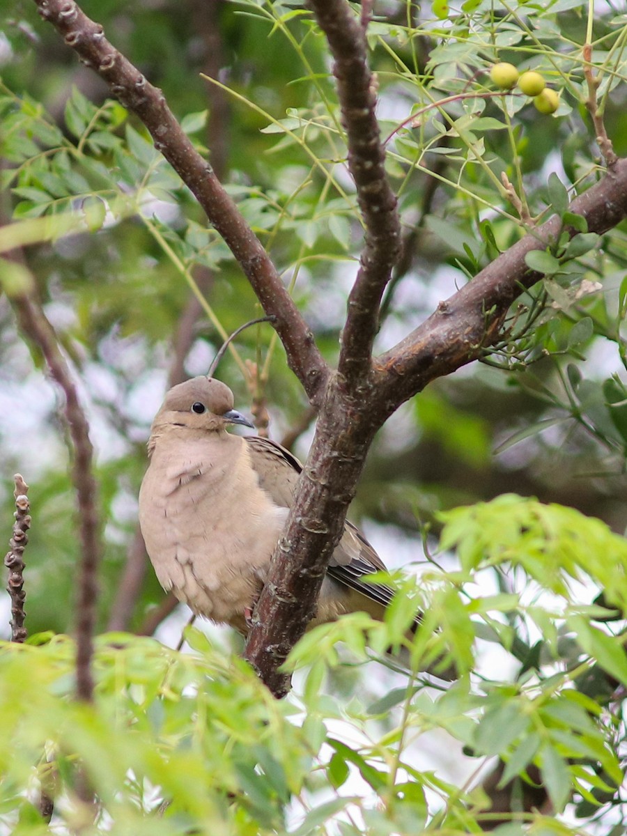 Eared Dove - ML638243015