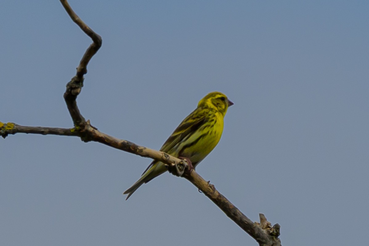 European Serin - ML638243042