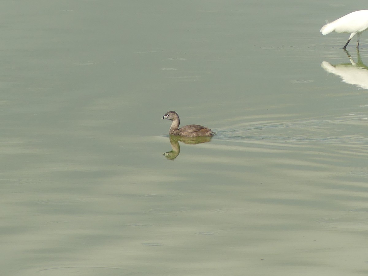 Pied-billed Grebe - ML638243045