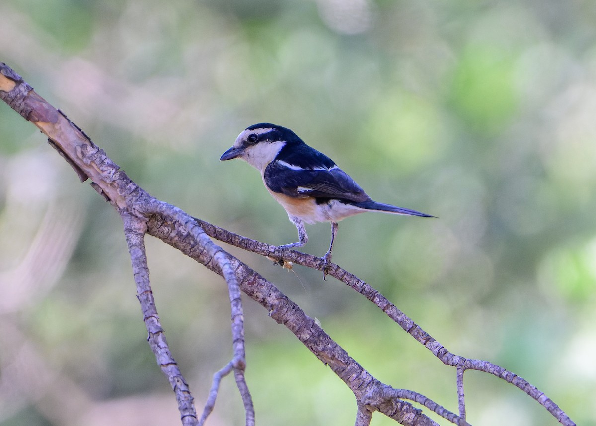 Masked Shrike - ML638243059