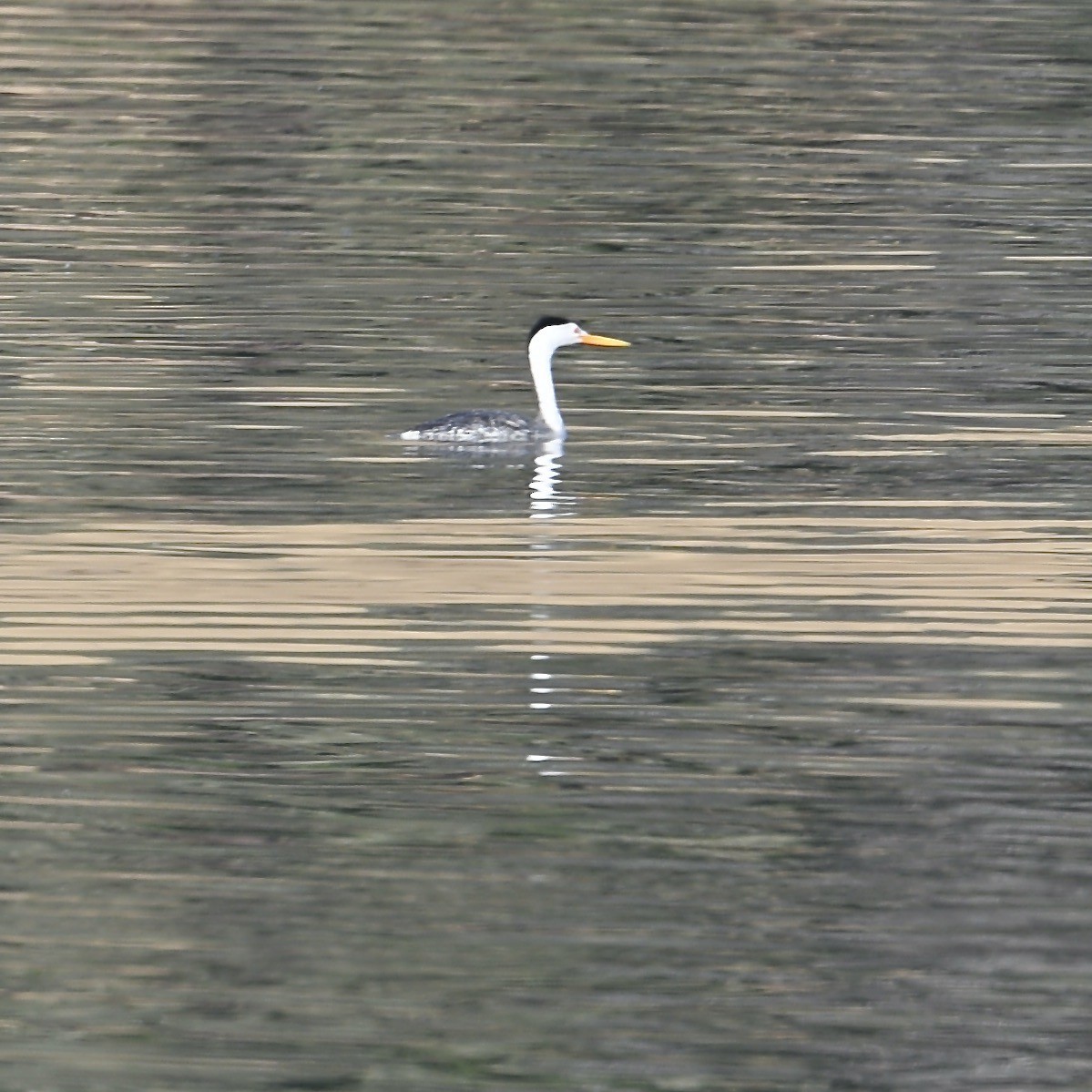 Clark's Grebe - ML638243061
