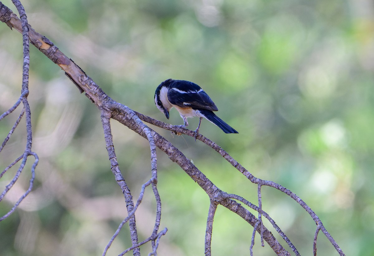 Masked Shrike - ML638243067