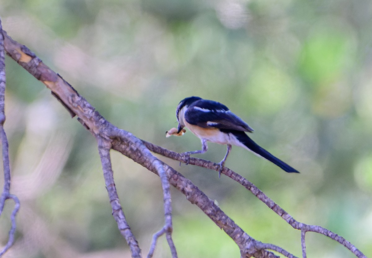 Masked Shrike - ML638243079