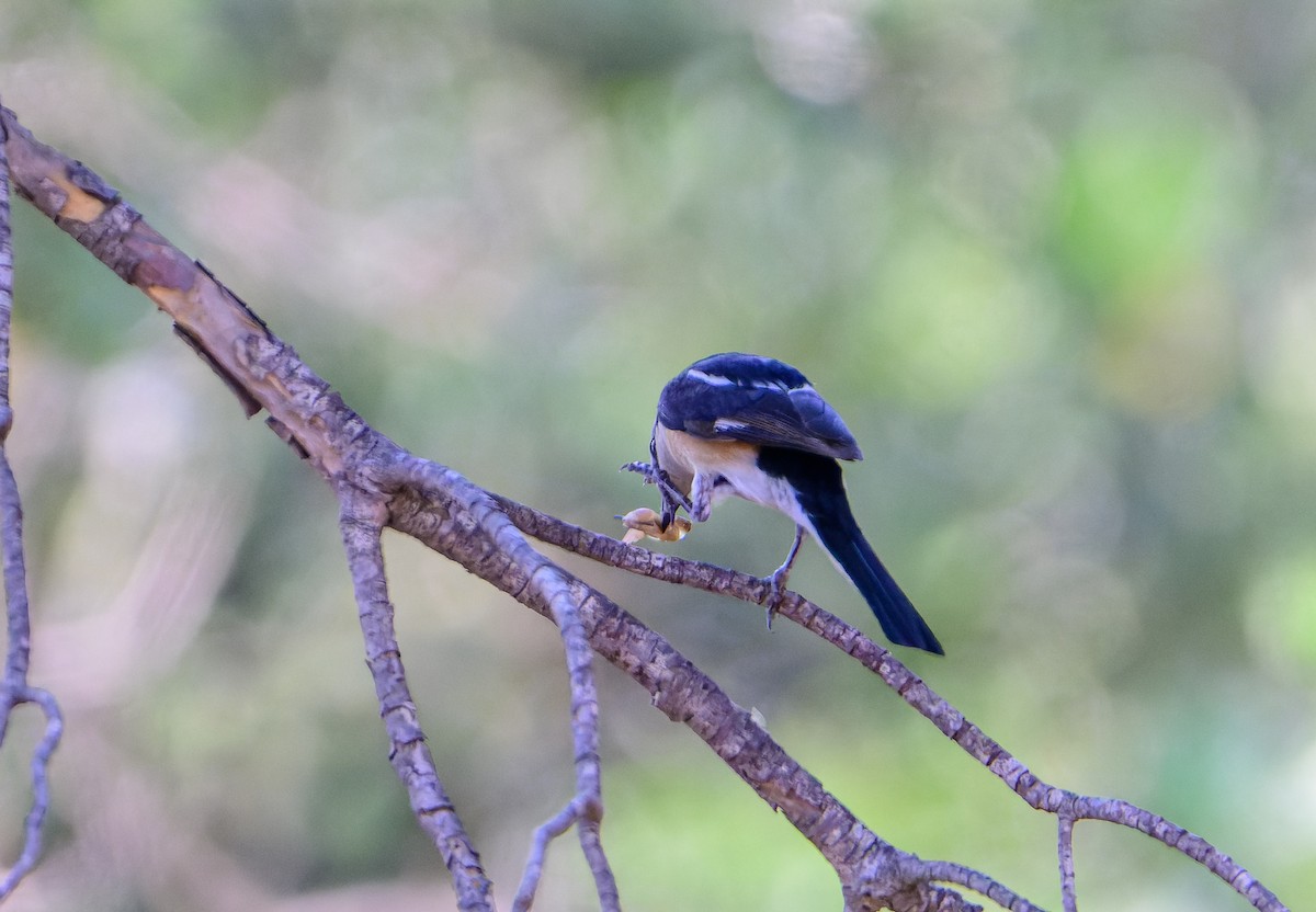 Masked Shrike - ML638243082