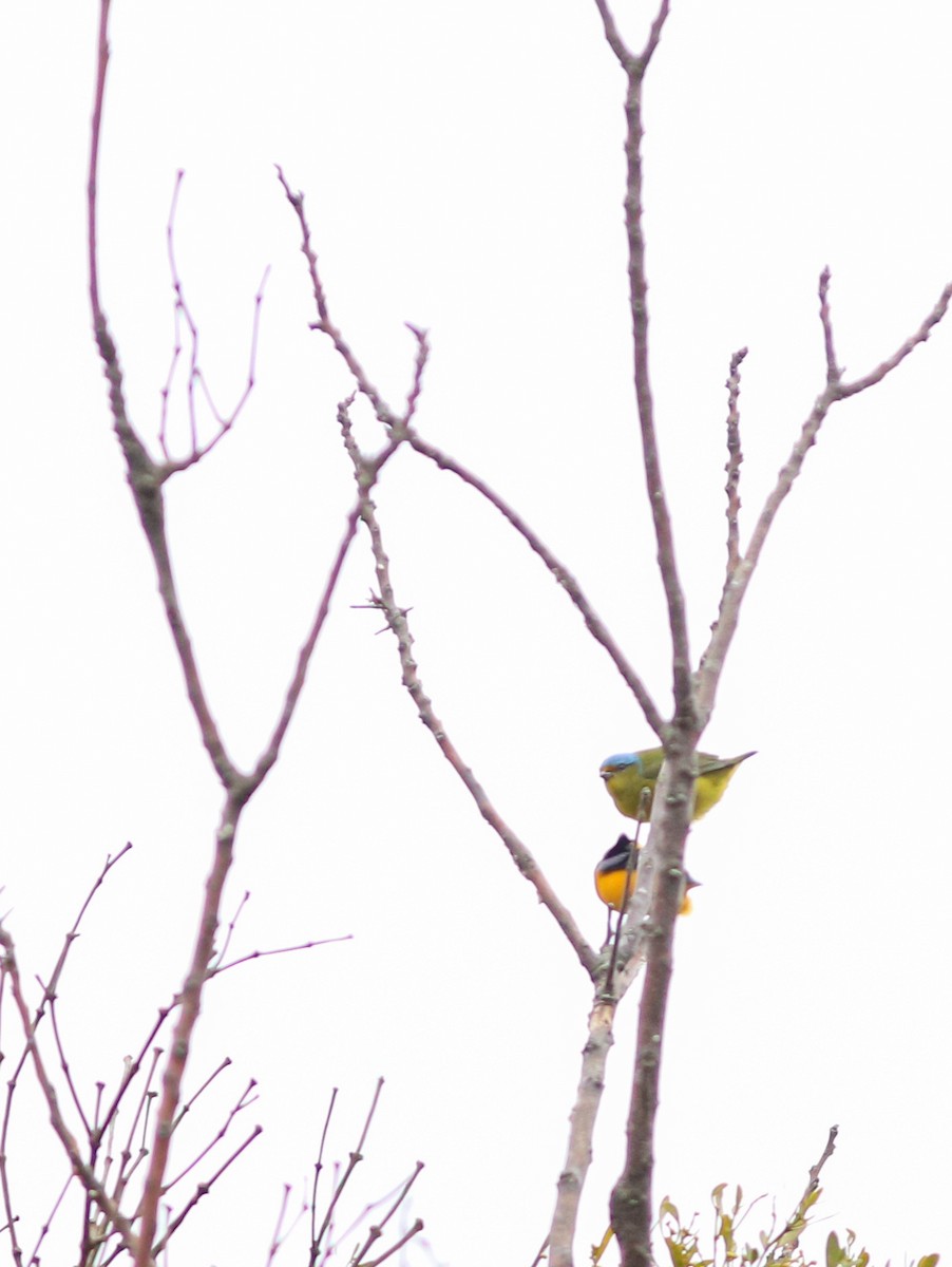 Golden-rumped Euphonia - ML638243099