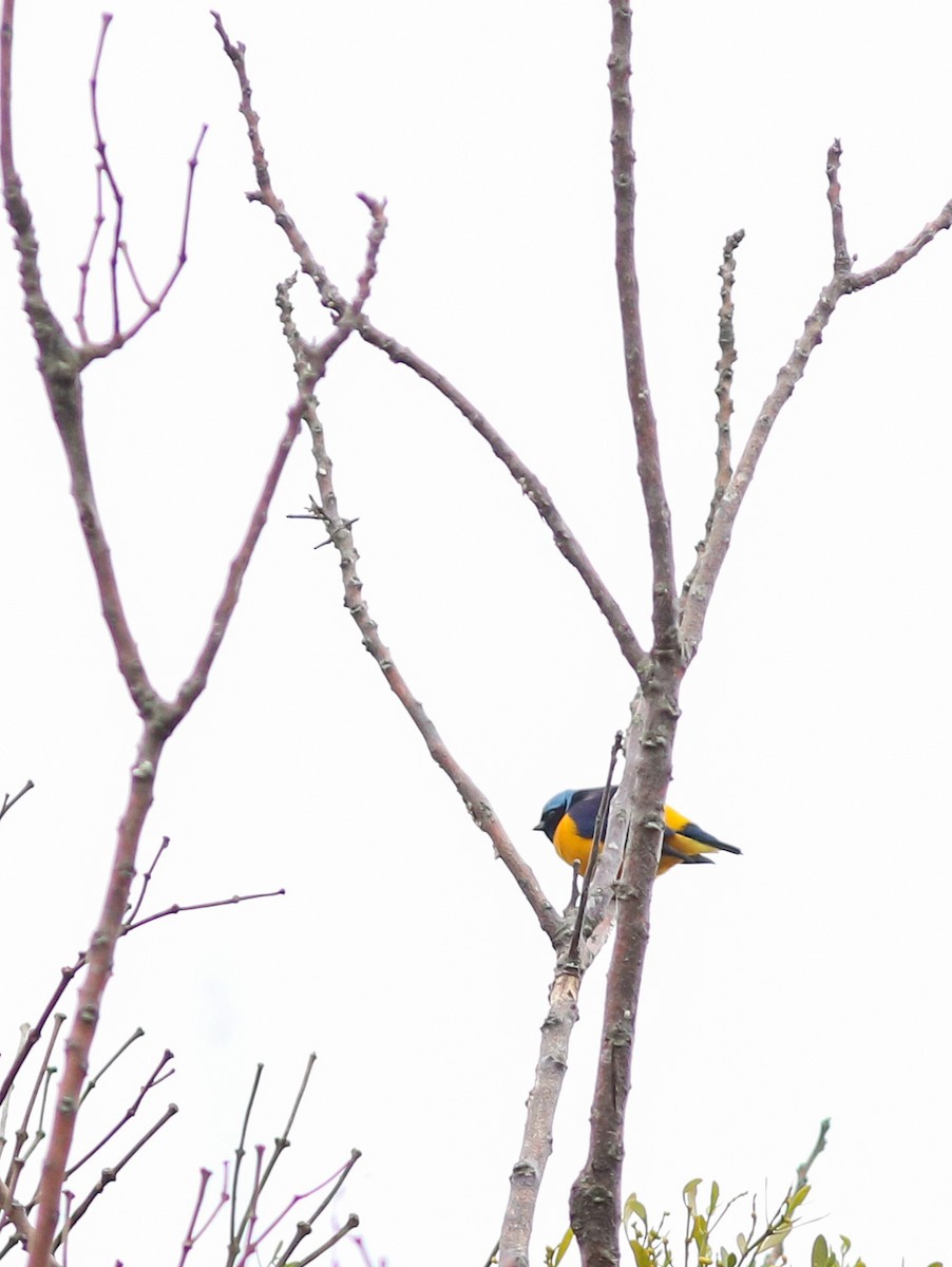 Golden-rumped Euphonia - ML638243100
