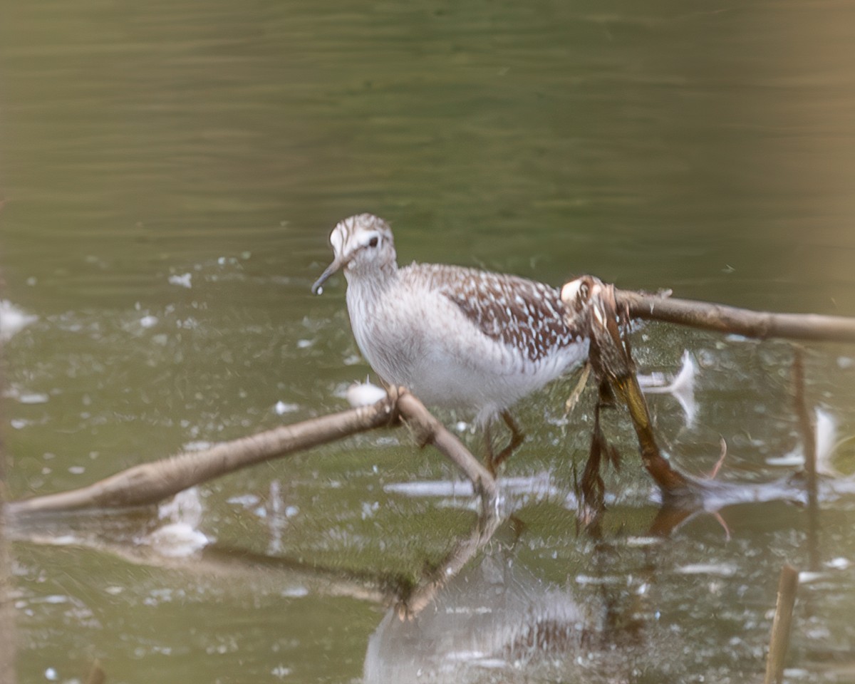 Wood Sandpiper - ML638243119