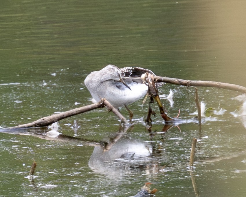 Wood Sandpiper - ML638243125
