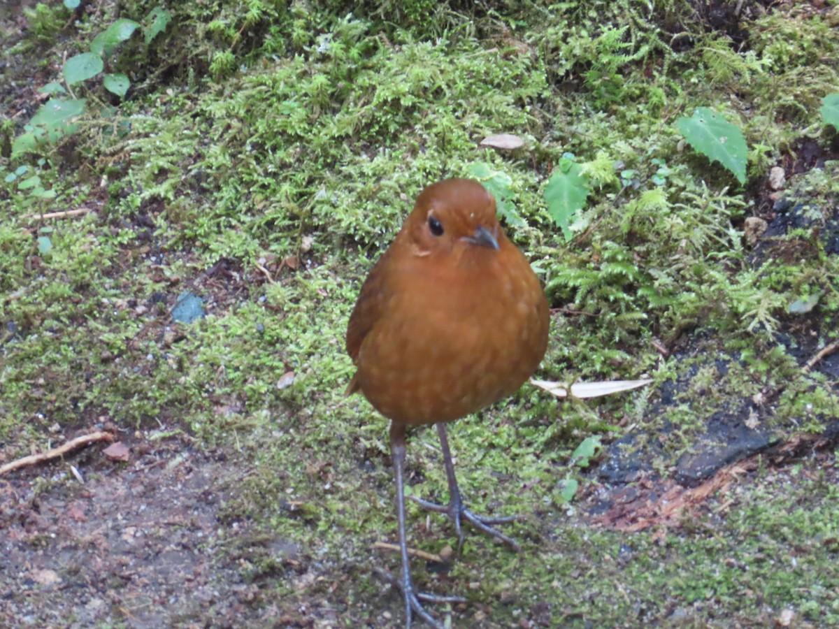 Equatorial Antpitta - ML638243155