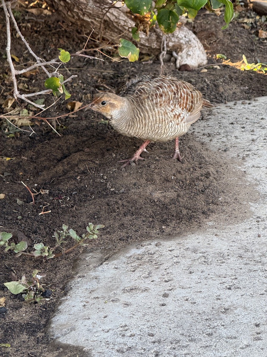 Gray Francolin - ML638243179