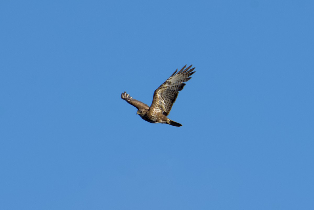 Common Buzzard - ML638243182