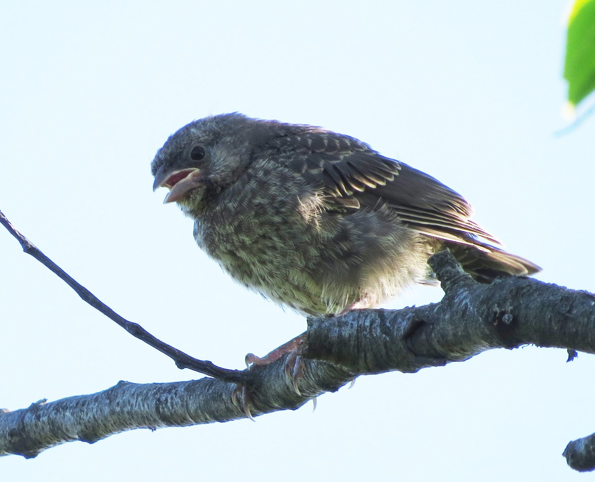 Brown-headed Cowbird - ML638243198
