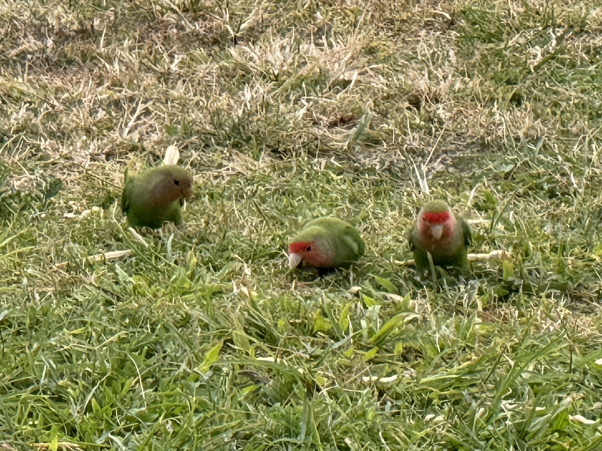 Rosy-faced Lovebird - ML638243202