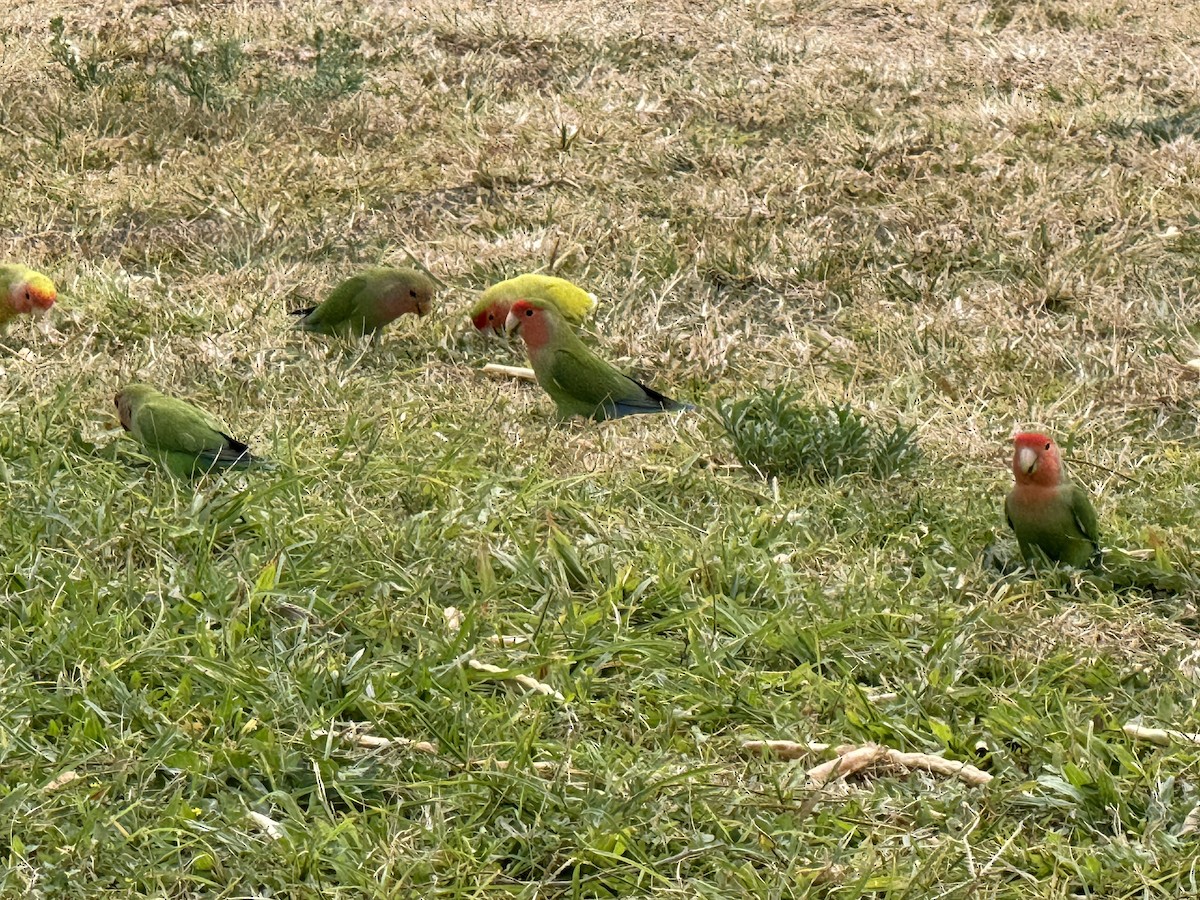 Rosy-faced Lovebird - ML638243204