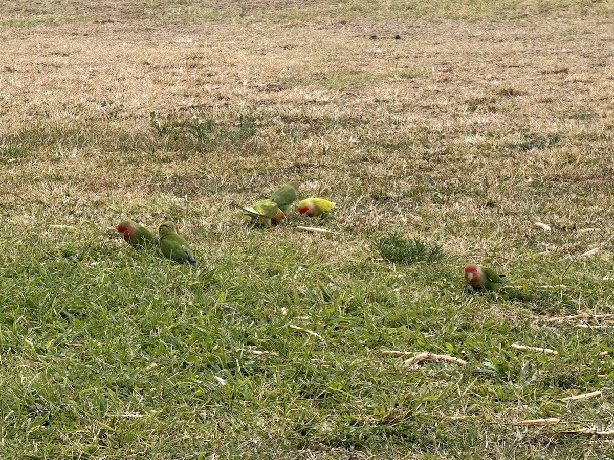 Rosy-faced Lovebird - ML638243205