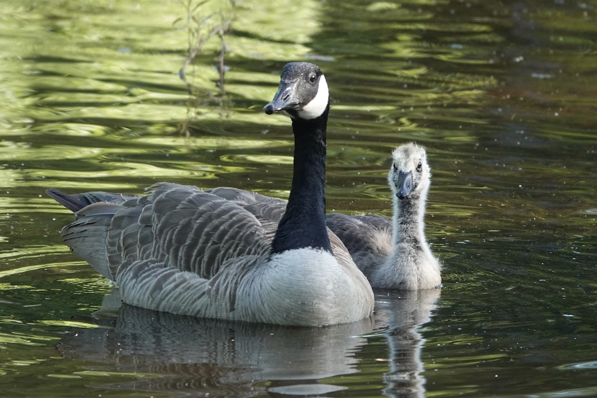 Canada Goose - ML638243207