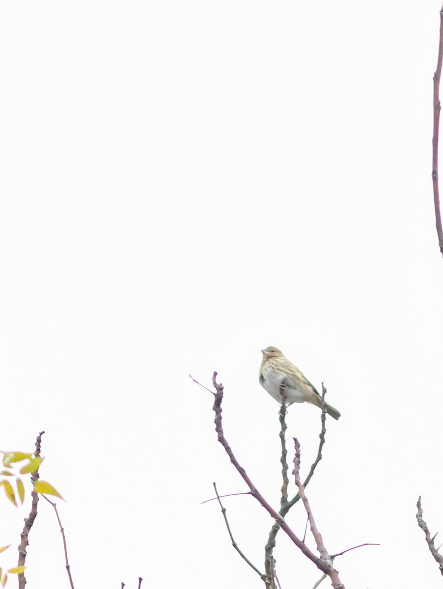 Saffron Finch - ML638243209