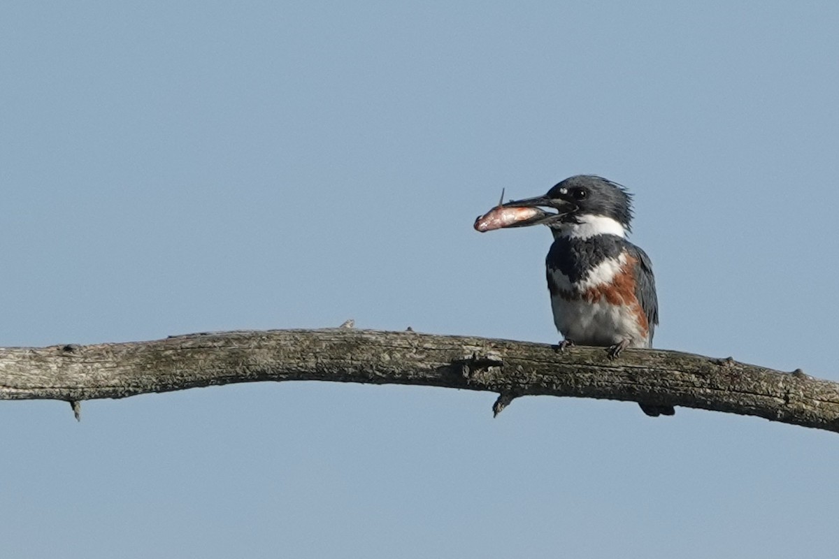 Belted Kingfisher - ML638243217