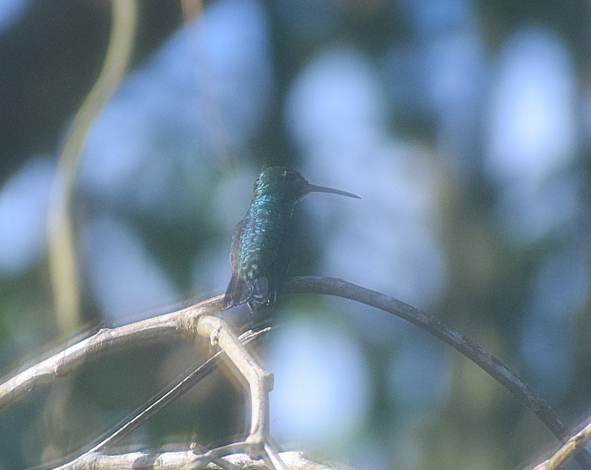 Glittering-throated Emerald - ML638243218
