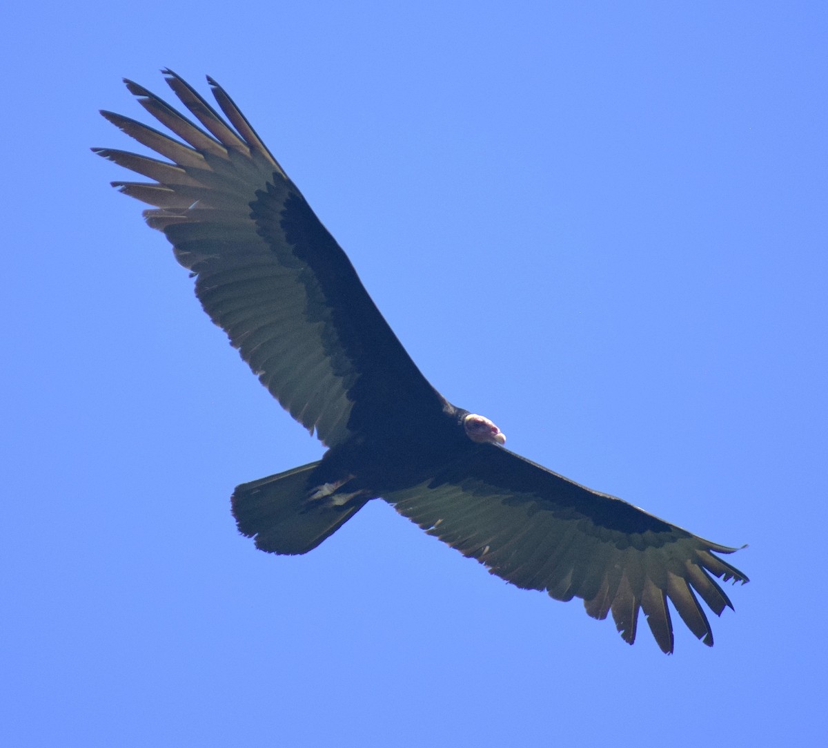 Lesser Yellow-headed Vulture - ML638243224
