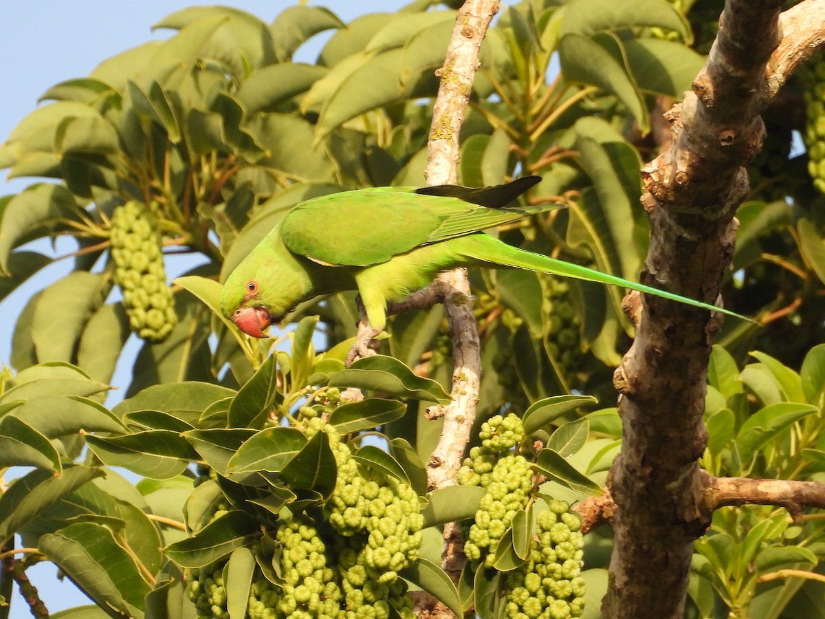 Rose-ringed Parakeet - ML638243235