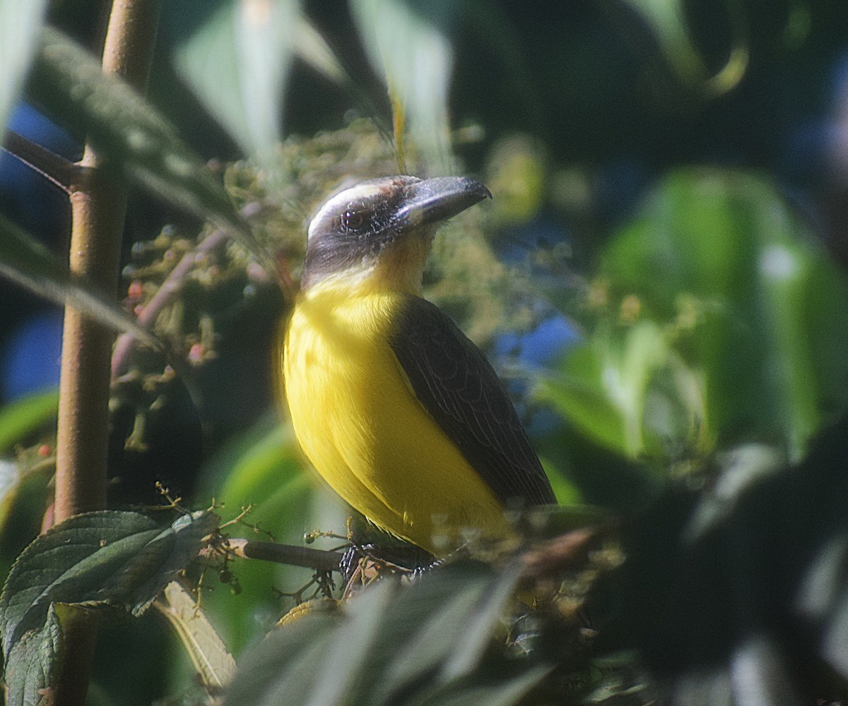 Boat-billed Flycatcher (South American) - ML638243280