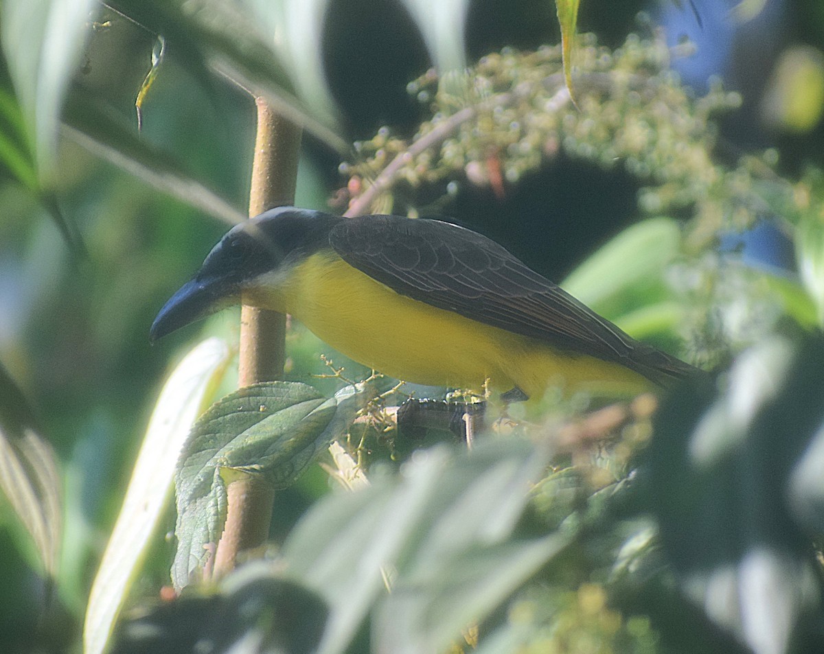 Boat-billed Flycatcher (South American) - ML638243281