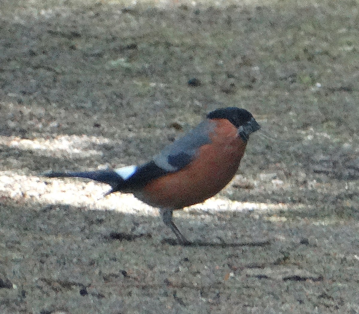 Eurasian Bullfinch - ML638243291