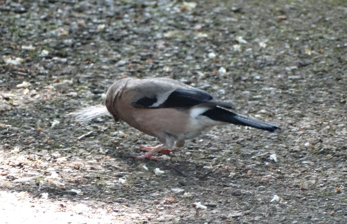 Eurasian Bullfinch - ML638243292