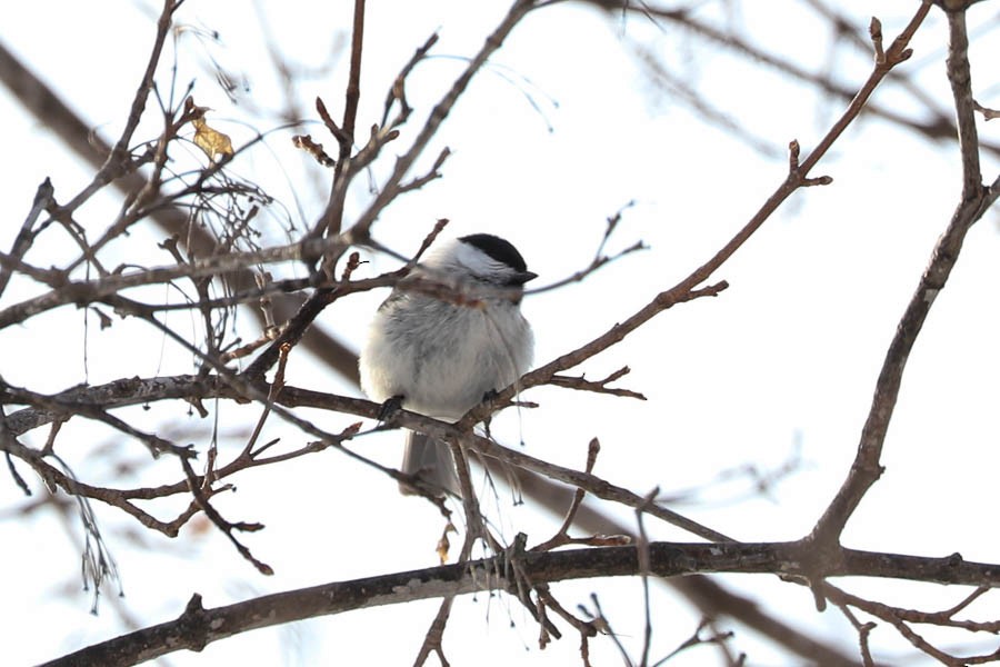 Marsh/Willow Tit - ML638243298