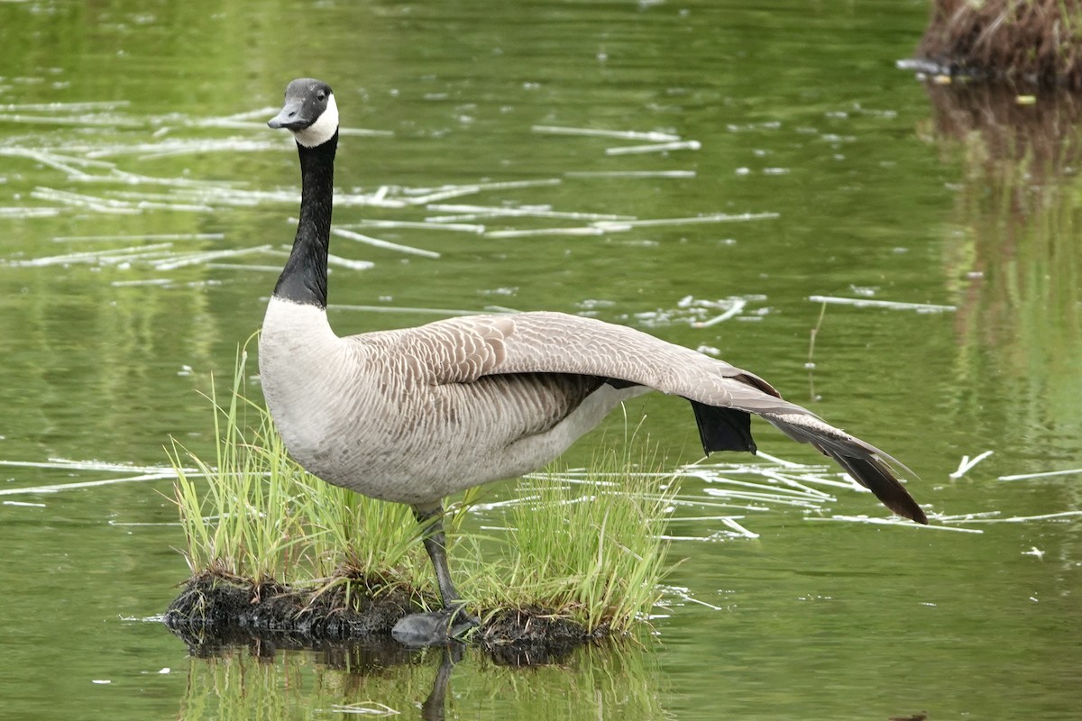 Canada Goose - ML638243301