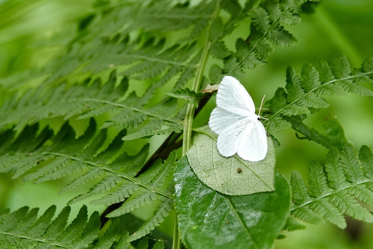 Animals - ML638243313