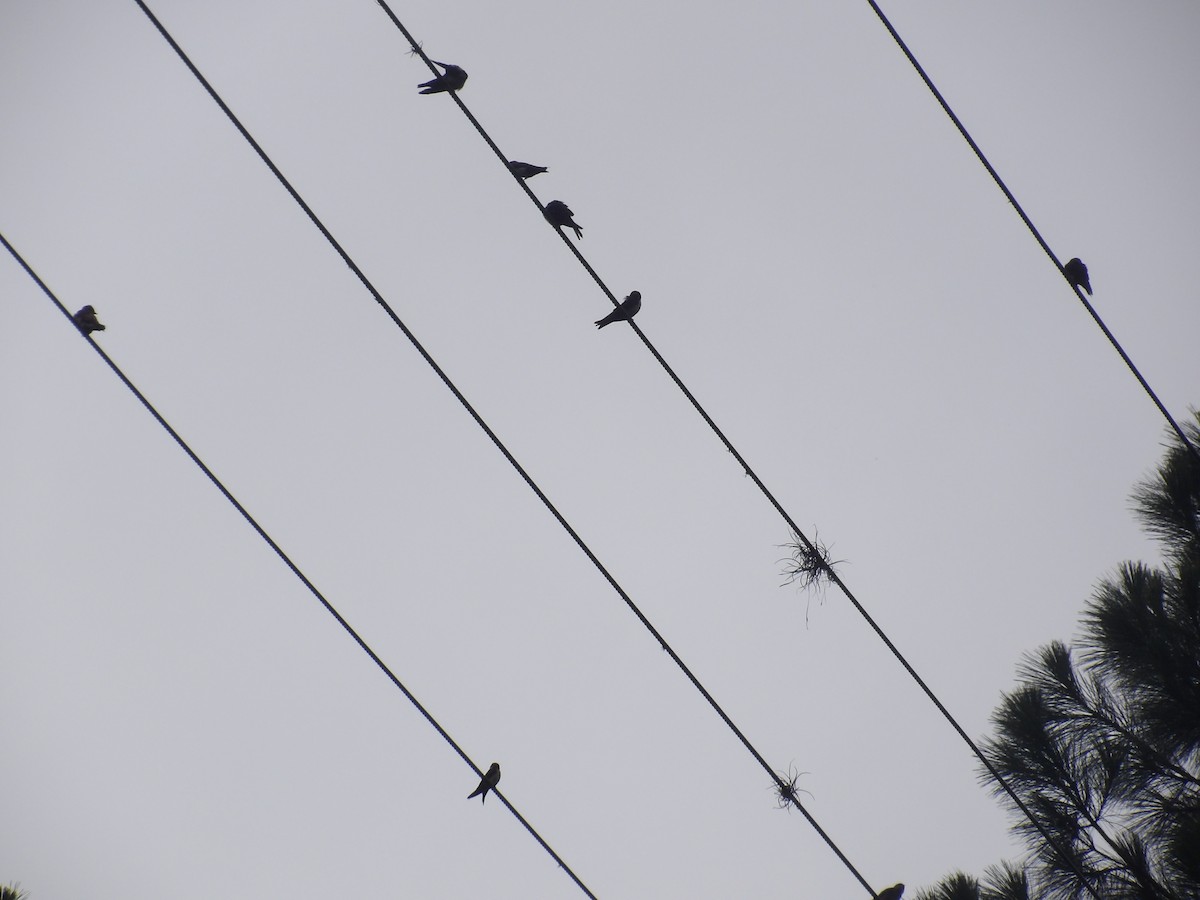 Southern Rough-winged Swallow - ML638243314