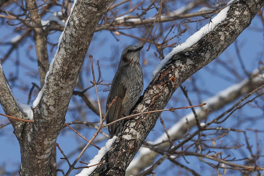 Bulbul à oreillons bruns - ML638243315