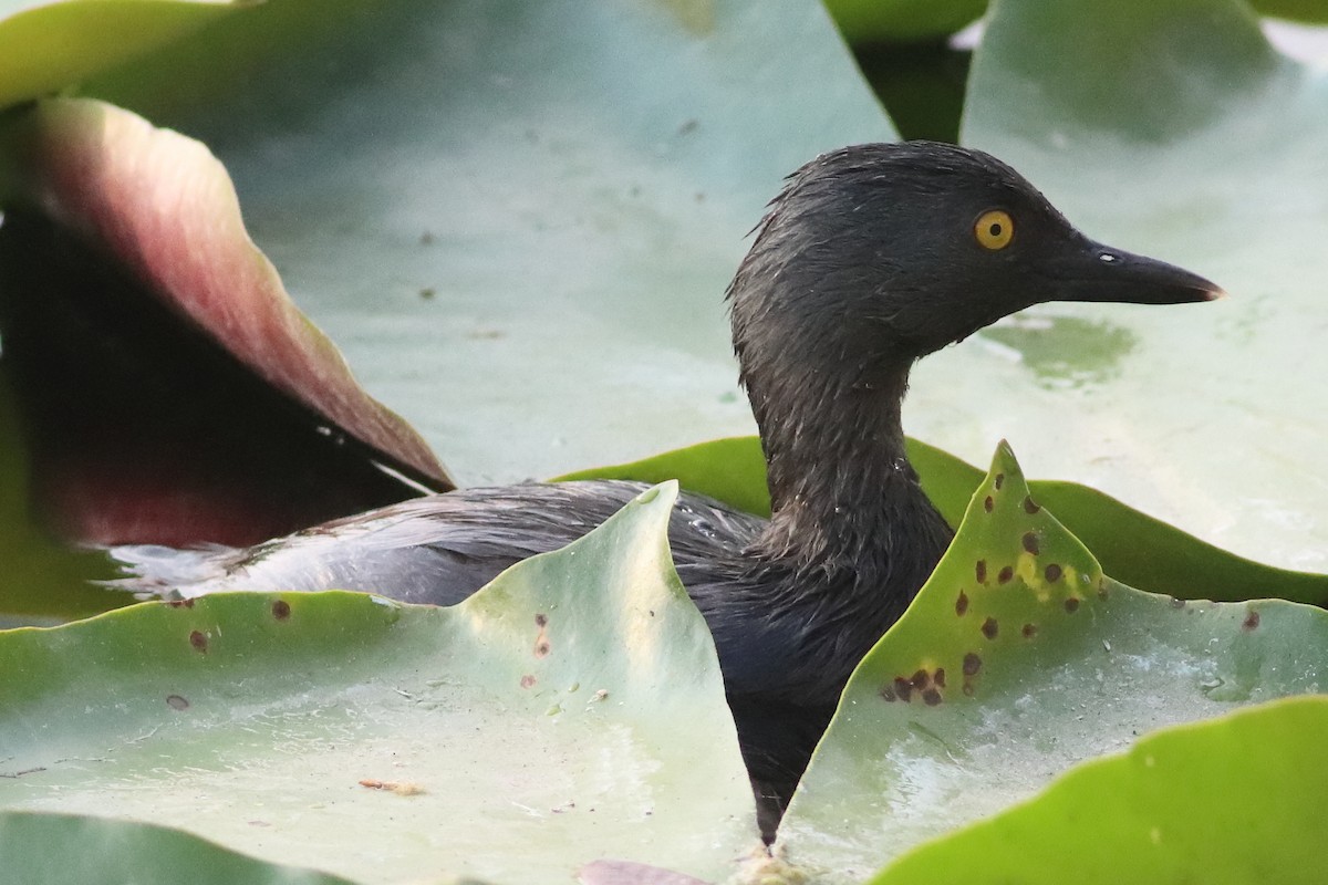 Least Grebe - ML638243318