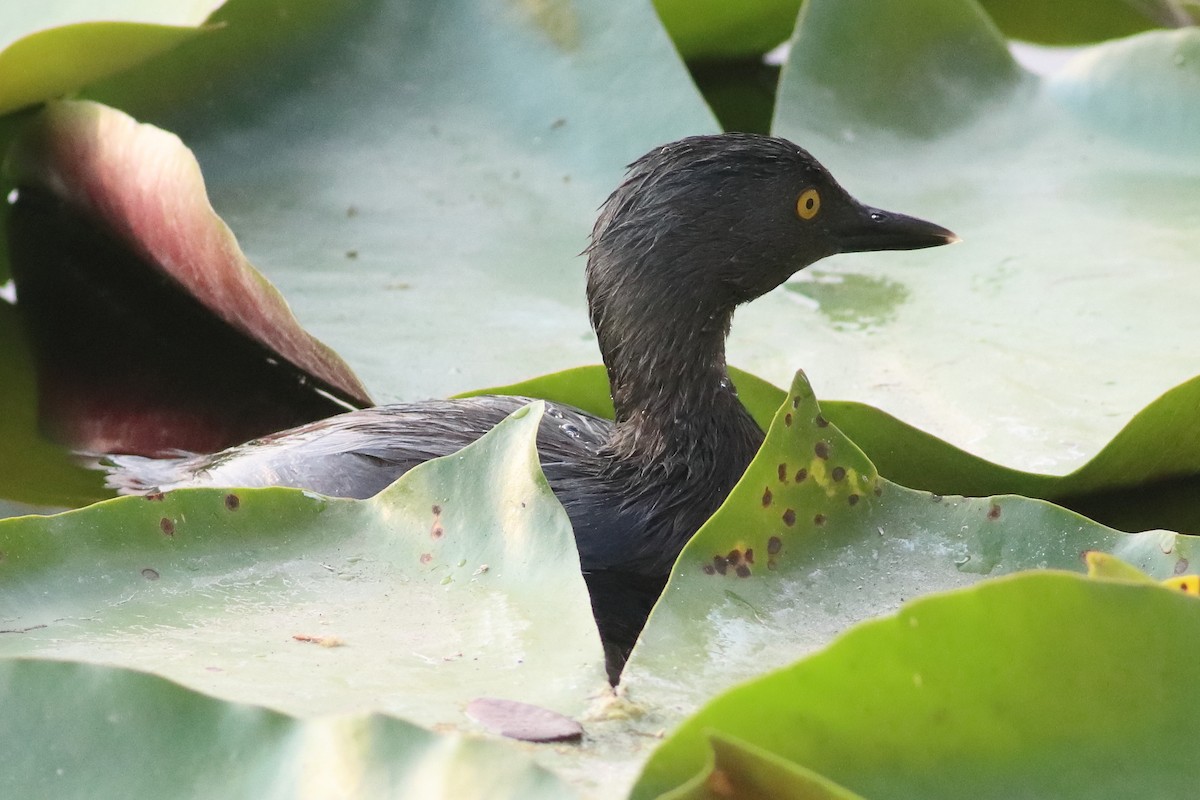 Least Grebe - ML638243321