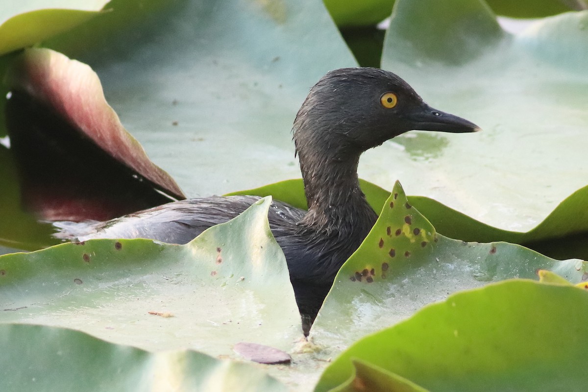 Least Grebe - ML638243322